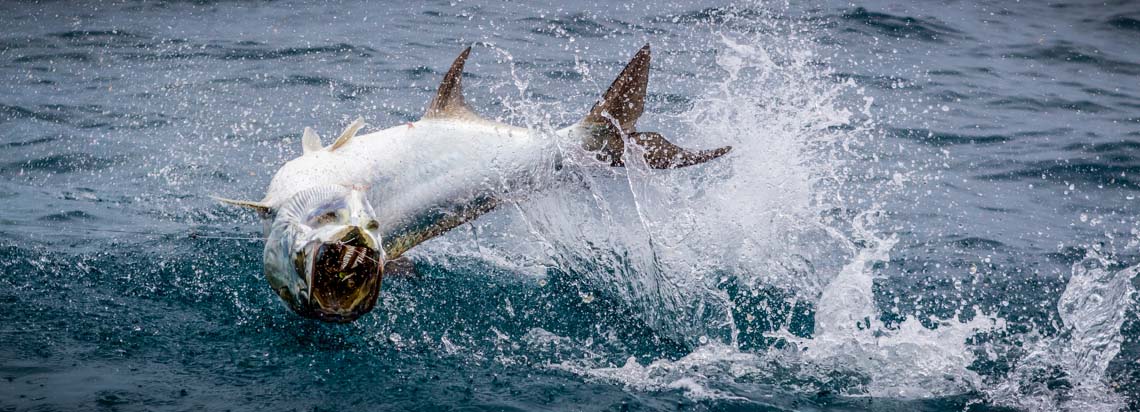 Silver King Tarpon - Trek Safaris