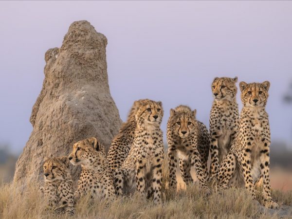 Featured Image For Botswana Photo Safari Event